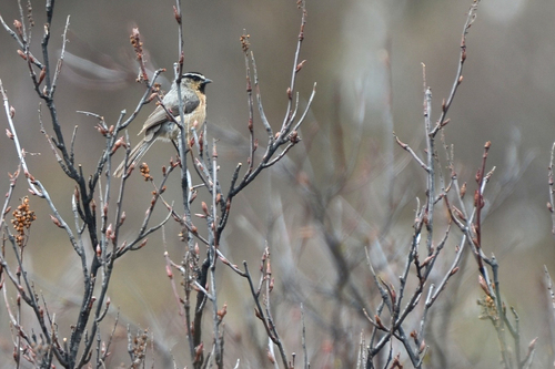 White-browed Tit (Poecile superciliosus), photo 3