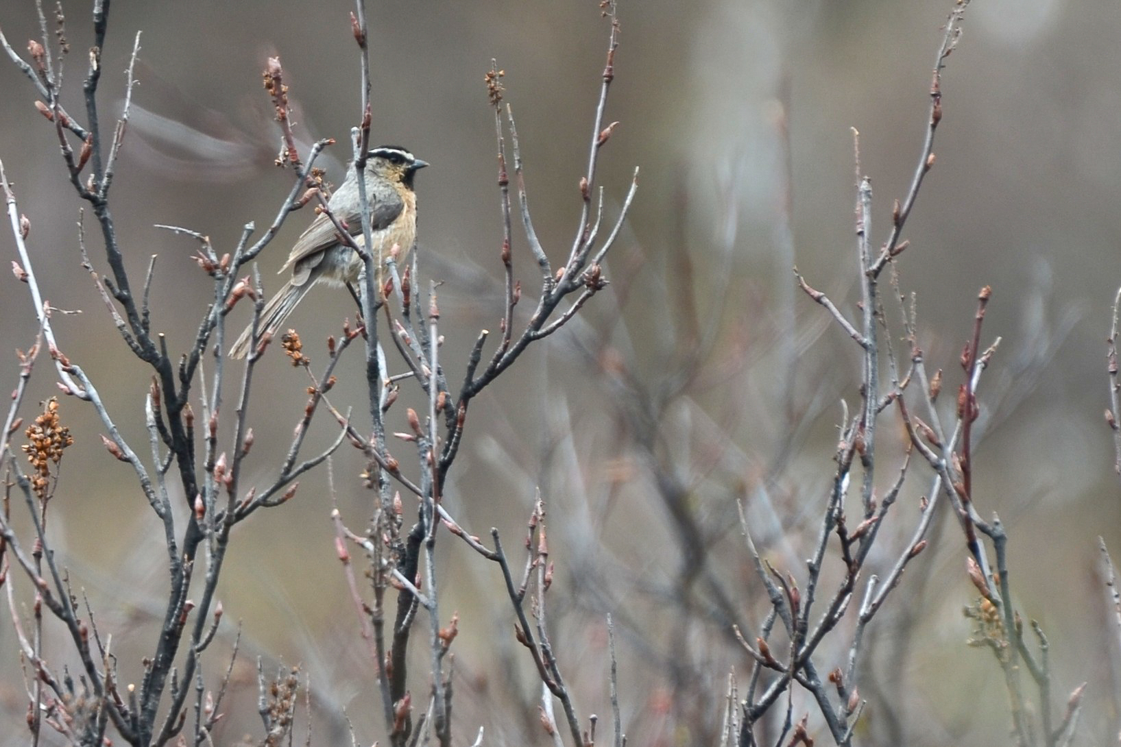 White-browed Tit (Poecile superciliosus), photo 3