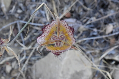 Calochortus fimbriatus