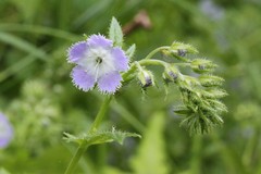 Phacelia purshii