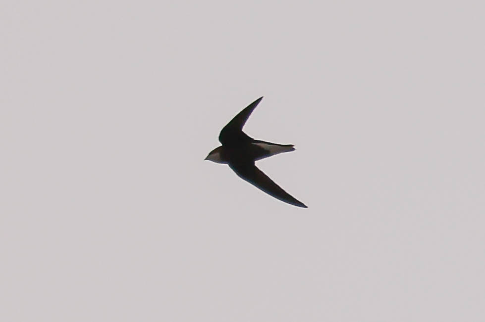 White-throated Needletail