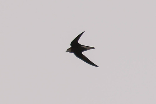 White-throated Needletail (Hirundapus caudacutus), photo 10