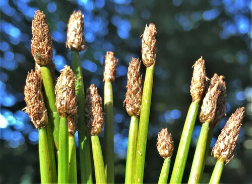 Eleocharis mamillata iNat (2)