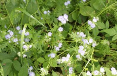 Phacelia purshii