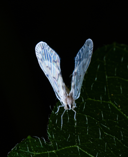 Mysidioides ariensis observed 2023-10-02