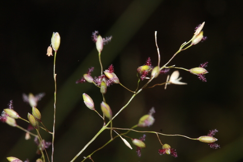 Ichnanthus calvescens