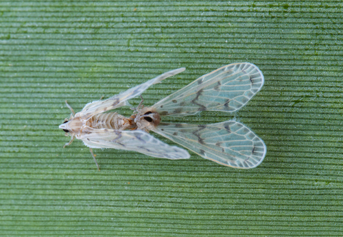 Mysidioides ariensis observed 2023-10-11