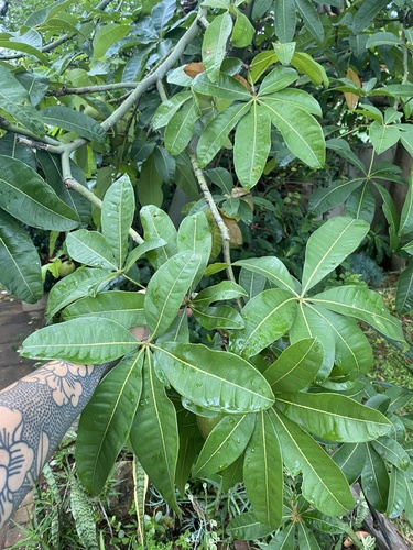 Foto de Castanha-do-maranhão
