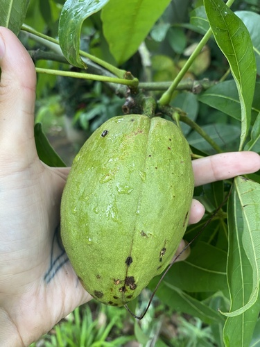 Foto de Castanha-do-maranhão