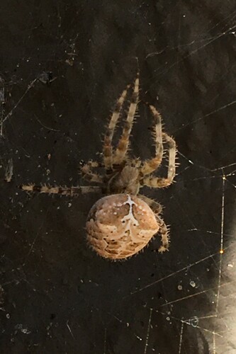 Cat-faced Orbweaver photo 4