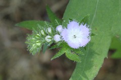 Phacelia purshii