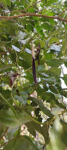 Scentless vanilla (Vanilla inodora)
