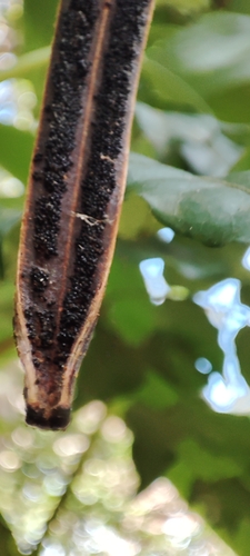 Image of Vanilla inodora by no rights reserved