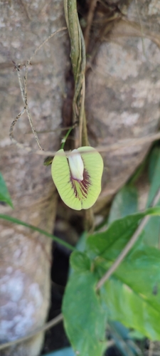 Image of Centrosema sagittatum by no rights reserved