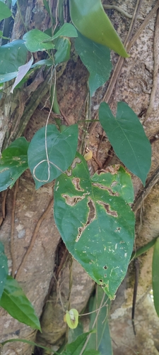 Image of Centrosema sagittatum by no rights reserved