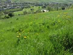 Wyethia angustifolia