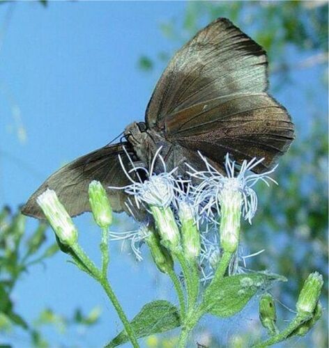 Pale Sicklewing
