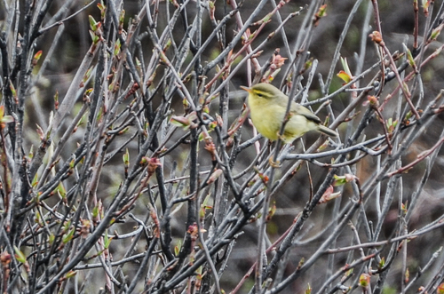 Tickell's Leaf Warbler (Phylloscopus affinis), photo 8