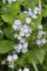 Phacelia purshii