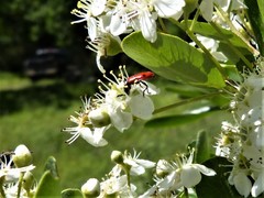 Pelonides quadripunctata