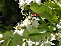 Pelonides quadripunctata