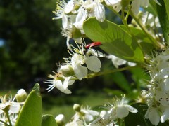 Pelonides quadripunctata