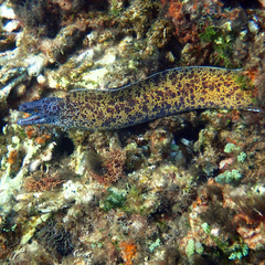 Lord Howe Island Moray photo 2