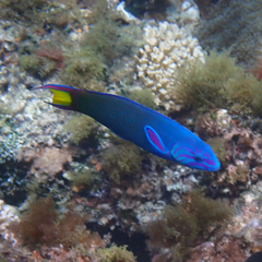 Moon Wrasse photo 5