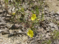 Oenothera serrulata