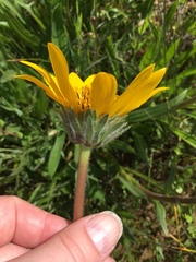 Wyethia angustifolia