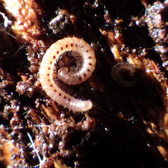 Blaniulidae