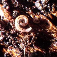Blaniulidae