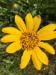 Wyethia angustifolia
