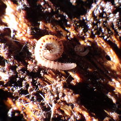 Blaniulidae