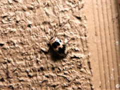 Ischyrus quadripunctatus