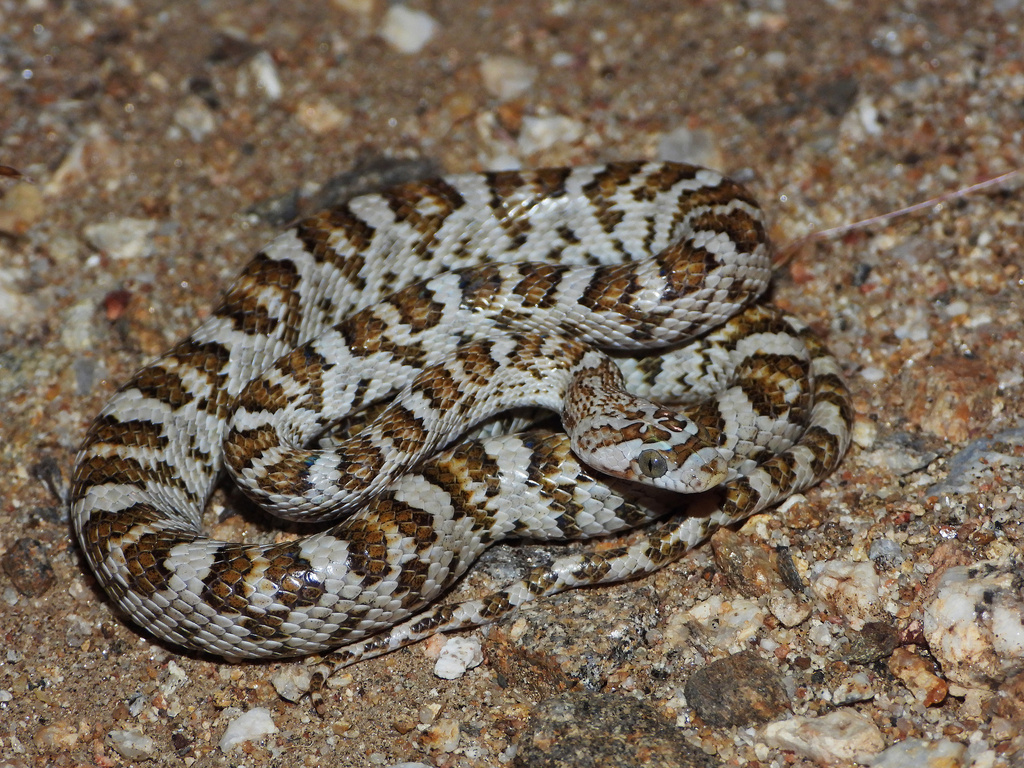 Baja California Lyre Snake