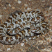 California Lyresnake - Photo (c) diomedea_exulans_li, some rights reserved (CC BY-NC)
