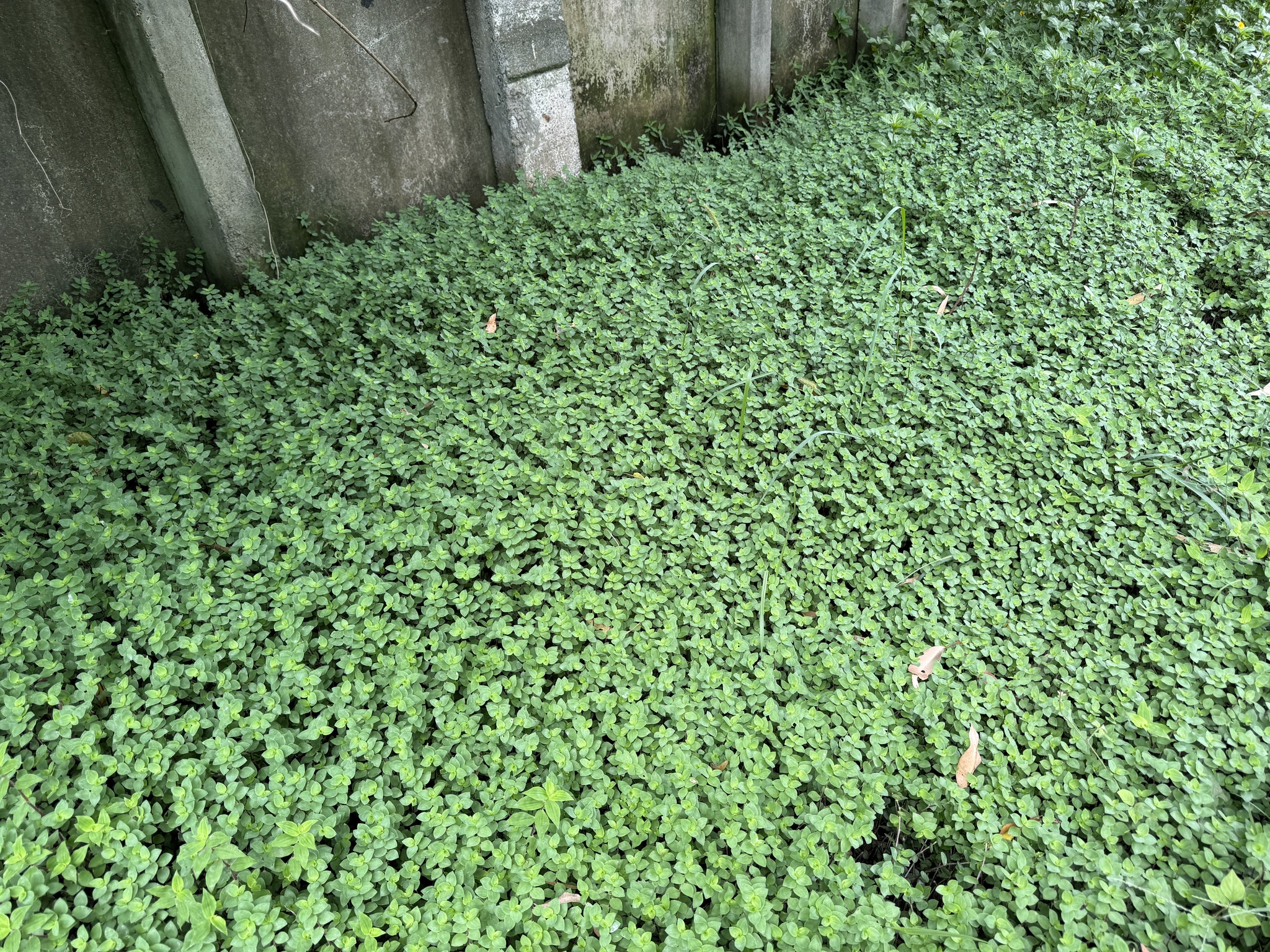 Imagem de Tradescantia-nanica