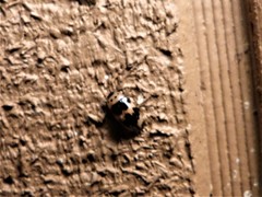 Ischyrus quadripunctatus