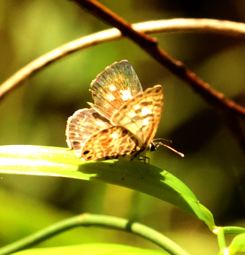Zebra Blue from Link Path, Toohey Forst, Brisbane QLD, Australia on ...