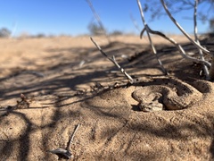 Sidewinder photo 2