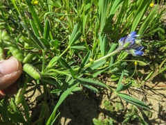 Lupinus nanus
