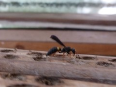 Ancistrocerus unifasciatus