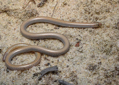 Wicherina Worm-lizard (Aprasia wicherina) · iNaturalist