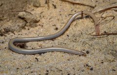 Wicherina Worm Lizard photo 2