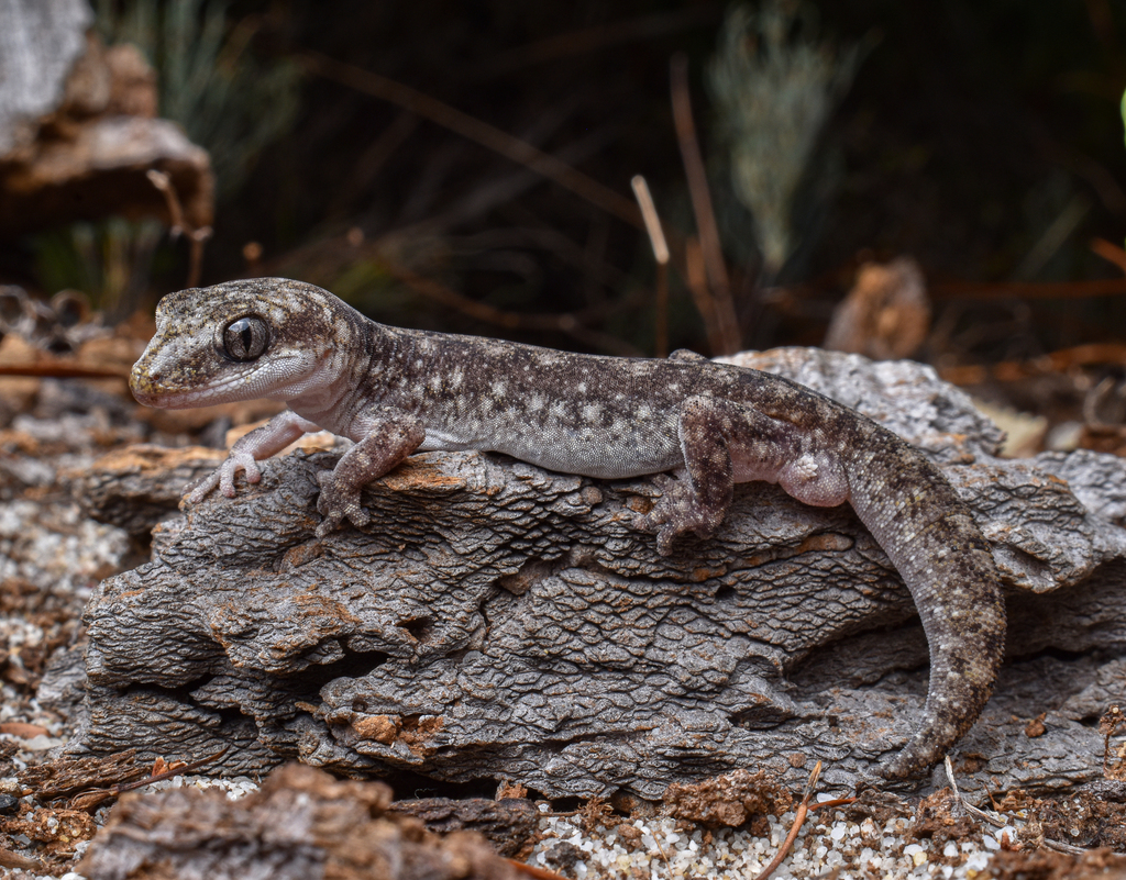 Spotted Sandplain Gecko