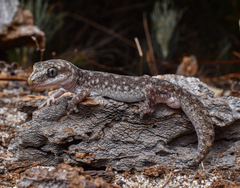 Spotted Sandplain Gecko photo 1