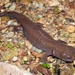 Idaho Giant Salamander - Photo (c) diomedea_exulans_li, some rights reserved (CC BY-NC)