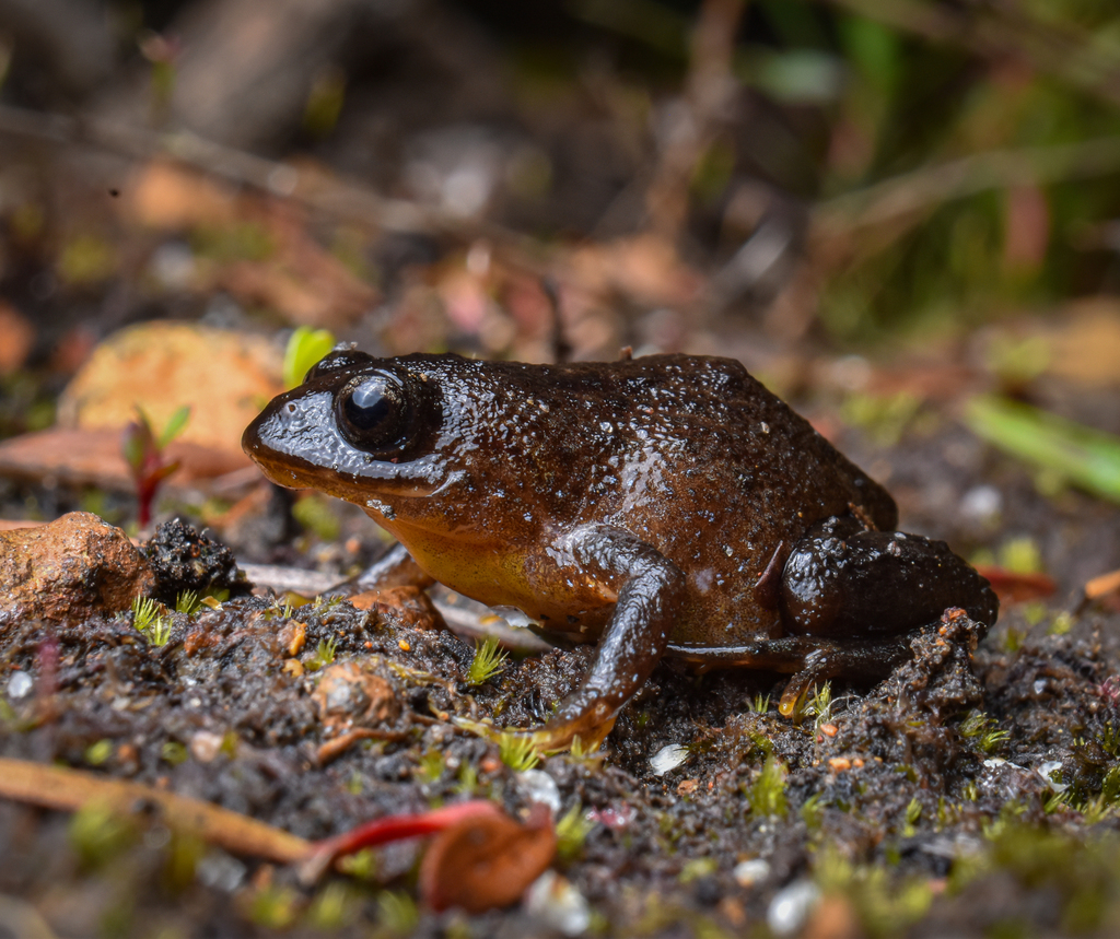 Nornalup Frog in November 2023 by Forrest He · iNaturalist