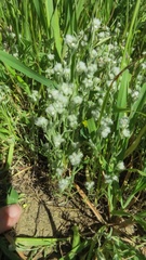 Micropus californicus